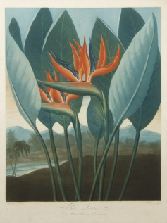 Botanical Print of Parrot Flower